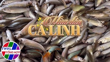 Nhịp sống đồng bằng: Mùa đón cá linh