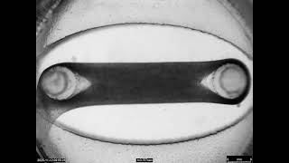 Download Lagu TEH beating N.N MP3