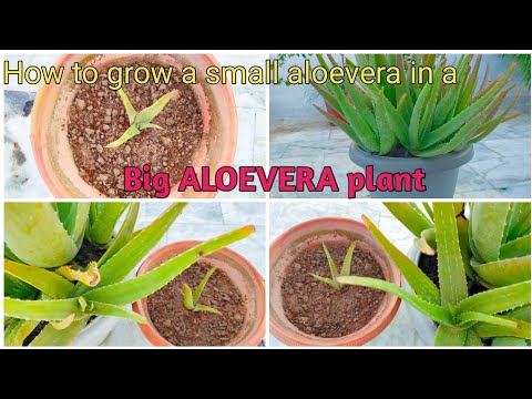 Video: Aloe Vera (39 Photos): What Does A Flower Look Like? How To Care For A Plant At Home? How To Transplant And Propagate Aloe Vera?
