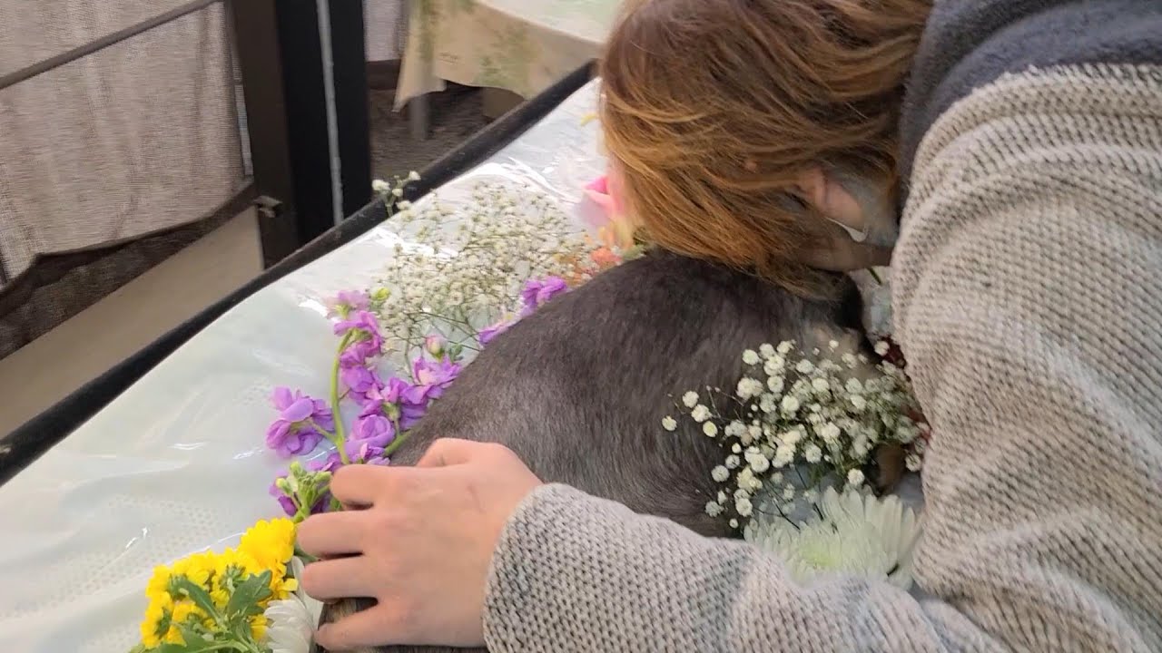 ダックスフンドにん太とのお別れ~最期の看取りと立会火葬
