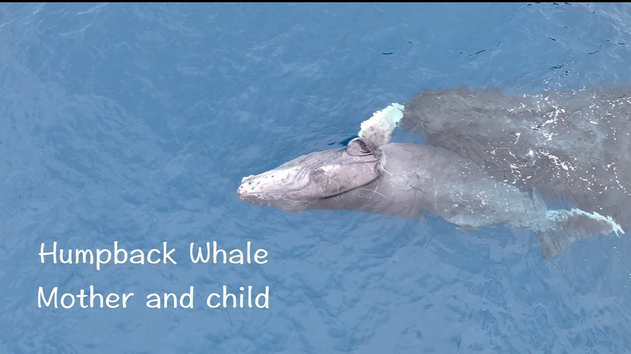 4k 2025【奄美大島ザトウクジラ親子】母と子の親子時間 - YouTube
