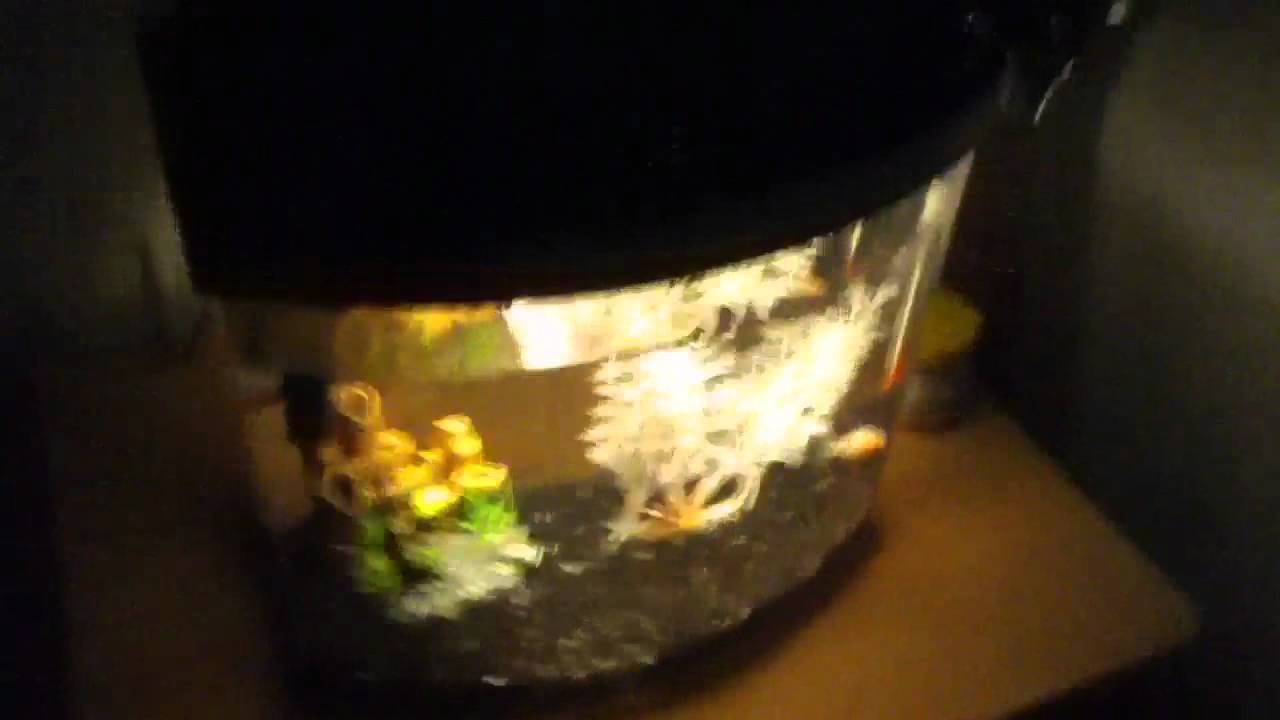 camera iphone 8 plus apk New 2.5 Gallon Fish Tank