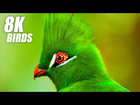 Wild Birds Special Collection 8K Video Ultra Hd Hdr 60Fps