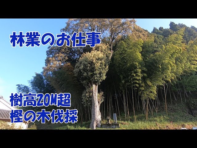 特殊伐採】＃20 樹高20M超 樫の木伐採 - YouTube