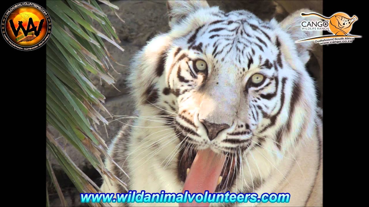 prince ali lyrics Life of the WAV (Wild Animal Volunteer)