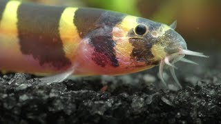 How To Care For Your Kuhli Loaches
