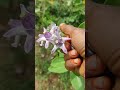My Village Jilledu Chettu Flowers рџЊјрџЊј My Village Jilledu Chettu Flowers рџЊјрџЊј