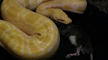 Albino Burmese Python Eating a Rat, Shelly The Snake