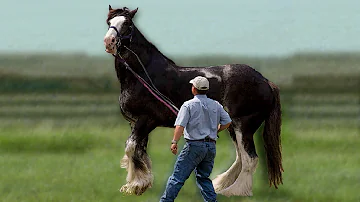 ¿Qué caballo es más grande que un Clydesdale?