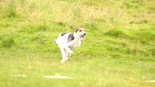 Premier Trails At Shap Sat 6Th Aug Seniors Jennys Delight Bts Huntsmana Jewel