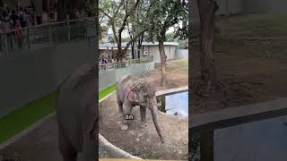 Das Herz Dieses Elefanten Schlägt In Seinen Bildern...