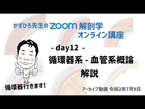 zoom解剖学 day12 循環器系 - 血管系概論 (朝)