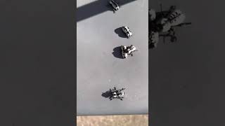 Ironclad beetles of central Texas