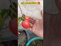 💁क्या आपको मिला ऐसा गिफ्ट 🎁#poojagarden #youtube #shorts #garden #giftideas #plants #tomatoplant