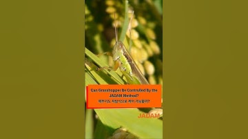 Can Grasshopper Be Controlled By the JADAM Method? 메뚜기도 자닮식으로 제어 가능할까? #desertlocus #메뚜기 #jadam