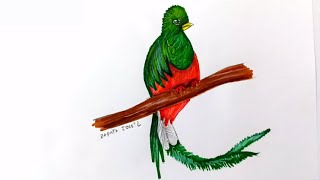 Asombroso dibujo realisa de un ave Quetzal by José Luis Zapata C 80 views 7 months ago 2 minutes, 29 seconds