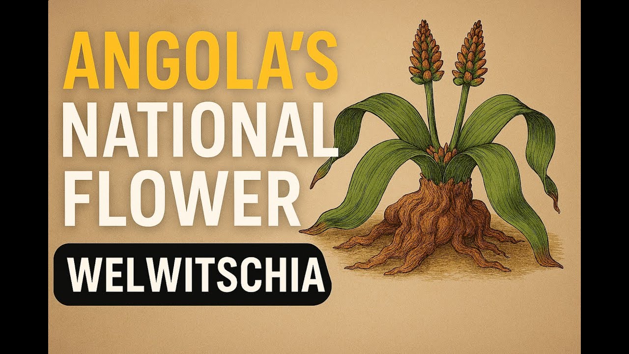 Angola’s National Flower Breaks Every Rule of Nature