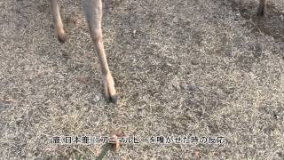 アニマルピーを鹿に嗅がせたときの反応（アニマルピーの鹿に対する効果検証）