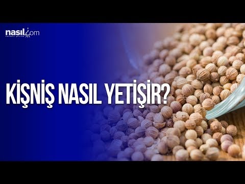 Video: Kişniş Toxumları: Keşniş necə yetişdirilir