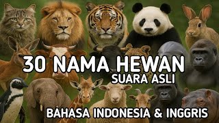 30 NAMA HEWAN ASLI | BAHASA INDONESIA DAN INGGRIS| SUARA ASLI HEWAN | EDUKASI ANAK 