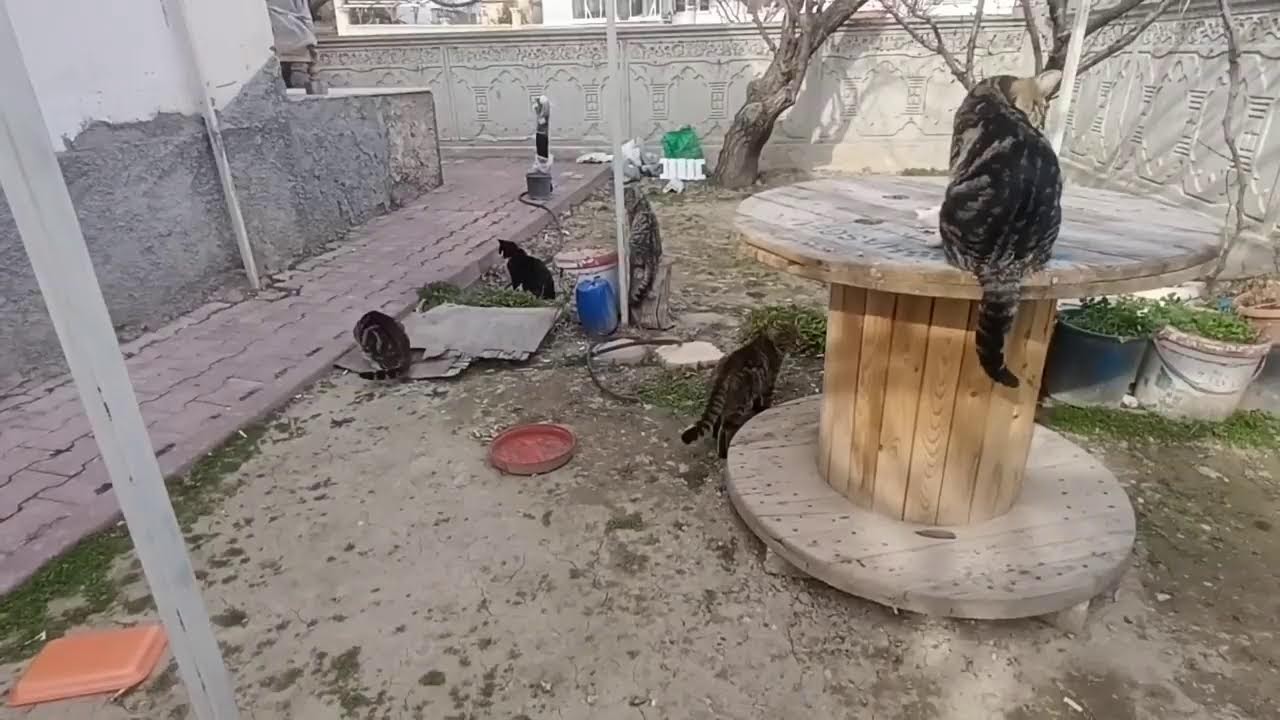 hoşgeldiniz kanala yayındaKanala xoş gəlmisiniz! Abunə olaraq bizə dəstək ola bilərsiniz.