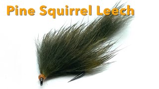 Pine Squirrel Leech