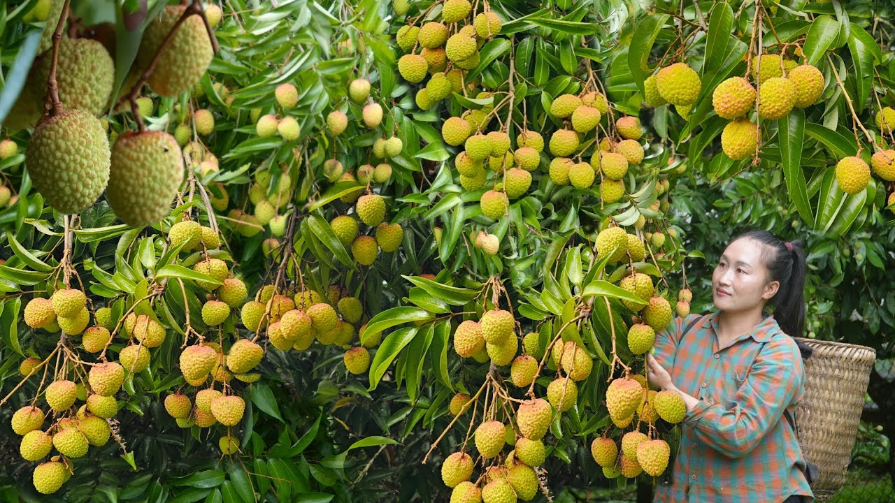 Harvest lychee fruit to sell at market - Dish spring roll & fried fish cakes delicious | Ly Thi Tam