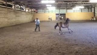 Miigi 05/22/2026: Lunging