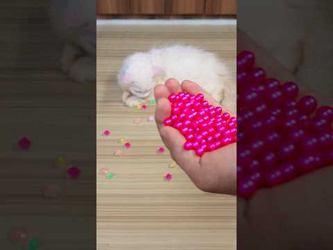 4K ASMR | Breaking Your Tingle Immunity with Unexpected Ear Tickles (Whispered)