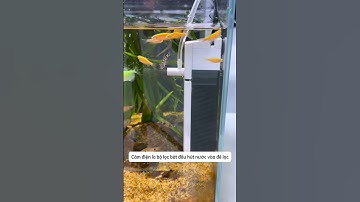 Bộ lọc nhỏ gọn đa năng cho bể cá mini dễ lắp đặt sử dụng #aquatic #shorts