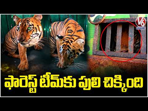 Forest Officials Capture Tiger in Chandrapur | Maharashtra | V6 News - V6NEWSTELUGU