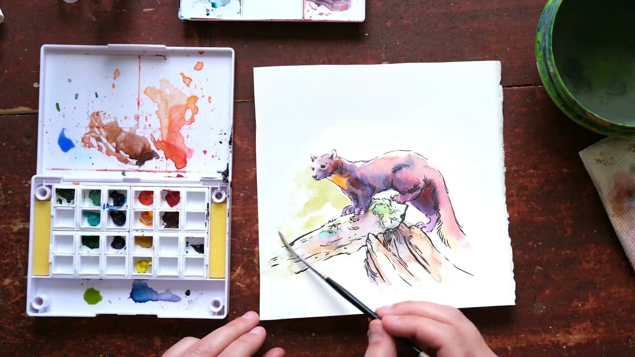 Pine Marten Illustration Time-lapse 