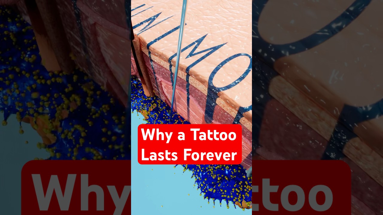 How Tattoos Work 😮 How Your Immune System Reacts to Tattoo Ink  