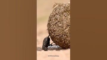 The Strongest Insect on Earth – Dung Beetle #dungbeetle