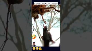 كلما اقتربت لسان الجاموس عقف ذيله #shorts
