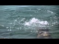 La única sirena real que pudo grabarse de cerca Mp3 Song