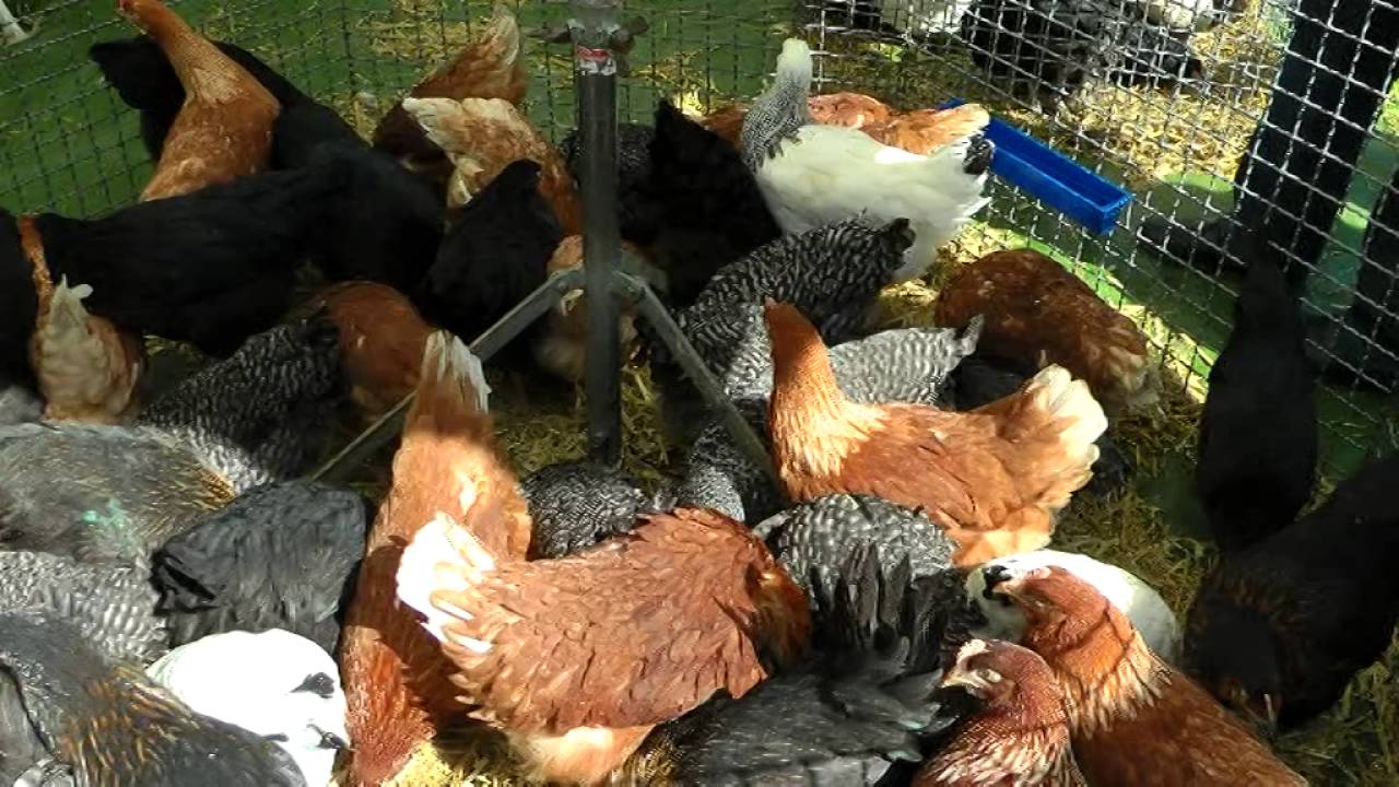 Kleintiermarkt in Wallhausen YouTube