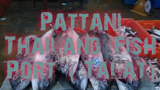 Pattani Thailand Fish Port Talat ( Market)