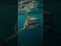 The Shark That Existed Before Dinosaurs 🦈 #history