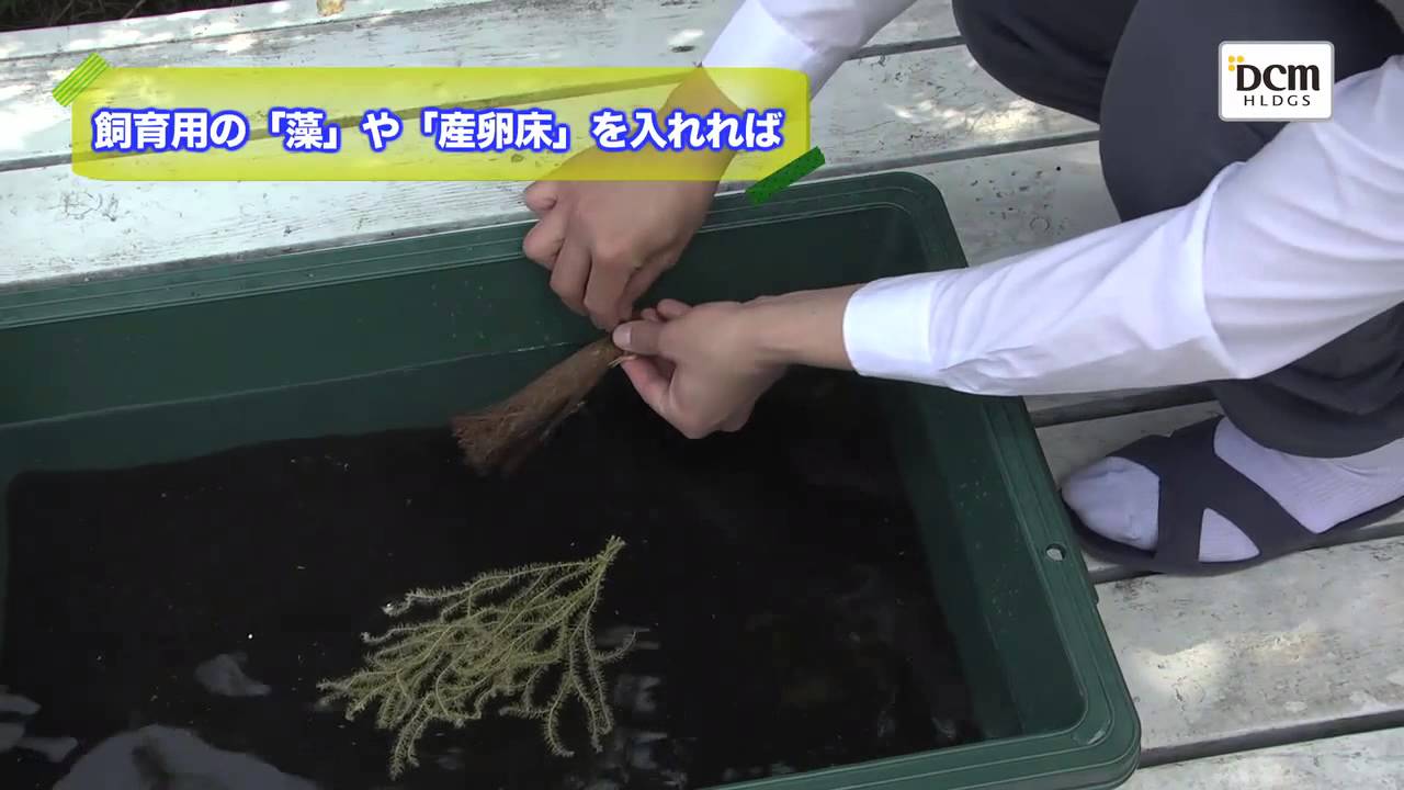 稚魚の飼育には欠かせない プラスチック製トロ舟 の使い方 Youtube 稚魚の飼育には欠かせない プラスチック製トロ舟 の使い方 Youtube