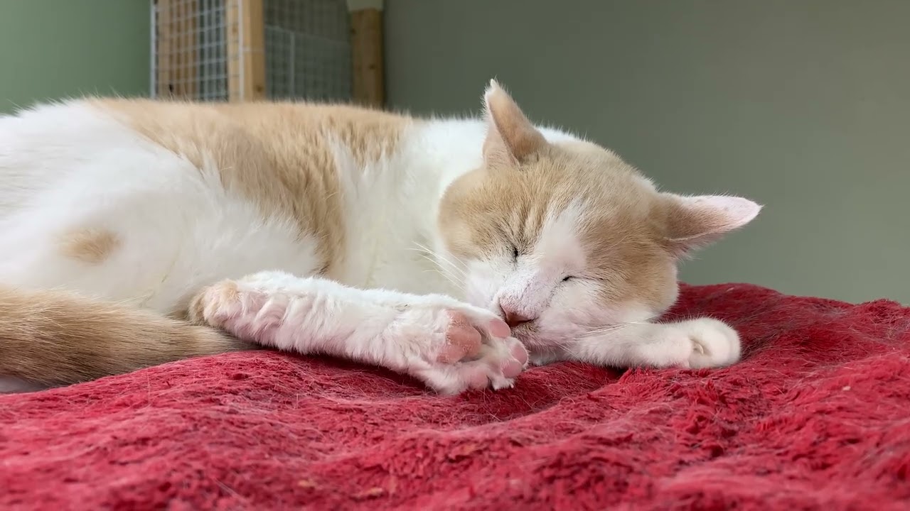 エアコン取り付け準備【保護猫ハウス日記】