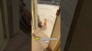 Oreo Lost Orange Cat Saves Him shorts