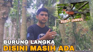 BURUNG LANGKA BUBUT PACAR JAMBUL | LANGSUNG PIKAT