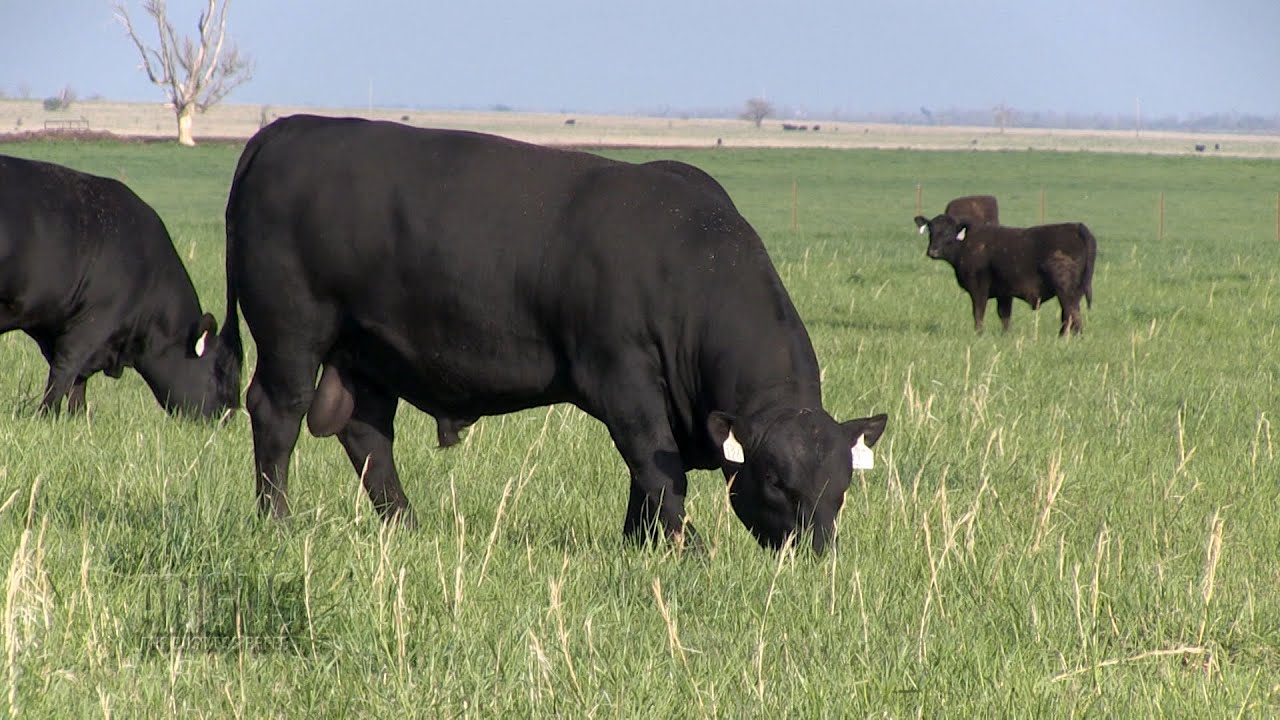 The Angus Report, Sept. 5, 2016: Performance Insights