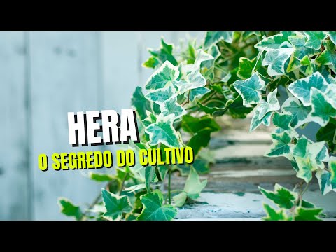 Vídeo: Plantas de Hera de Cera Senecio: Saiba mais sobre o cuidado de hera de cera variegada