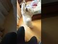 В честь 1000 подписчиков хочу познакомить вас со своим облачком😇 хотите увидеть его команды?