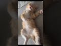 Kittens: I'm the boss and I'm puffed up with anger. 🤪😆#LAUGHING #AMUSING #HILARIOUS #citywalk #ai