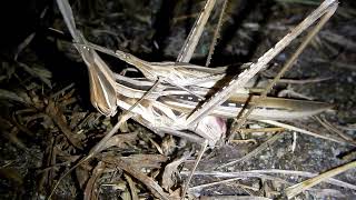 Oriental longheaded grasshopper laying eggs