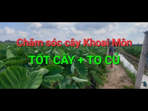 Video: Chăm sóc Đậu Sáp Vàng: Trồng Đậu Sáp Cherokee trong Vườn