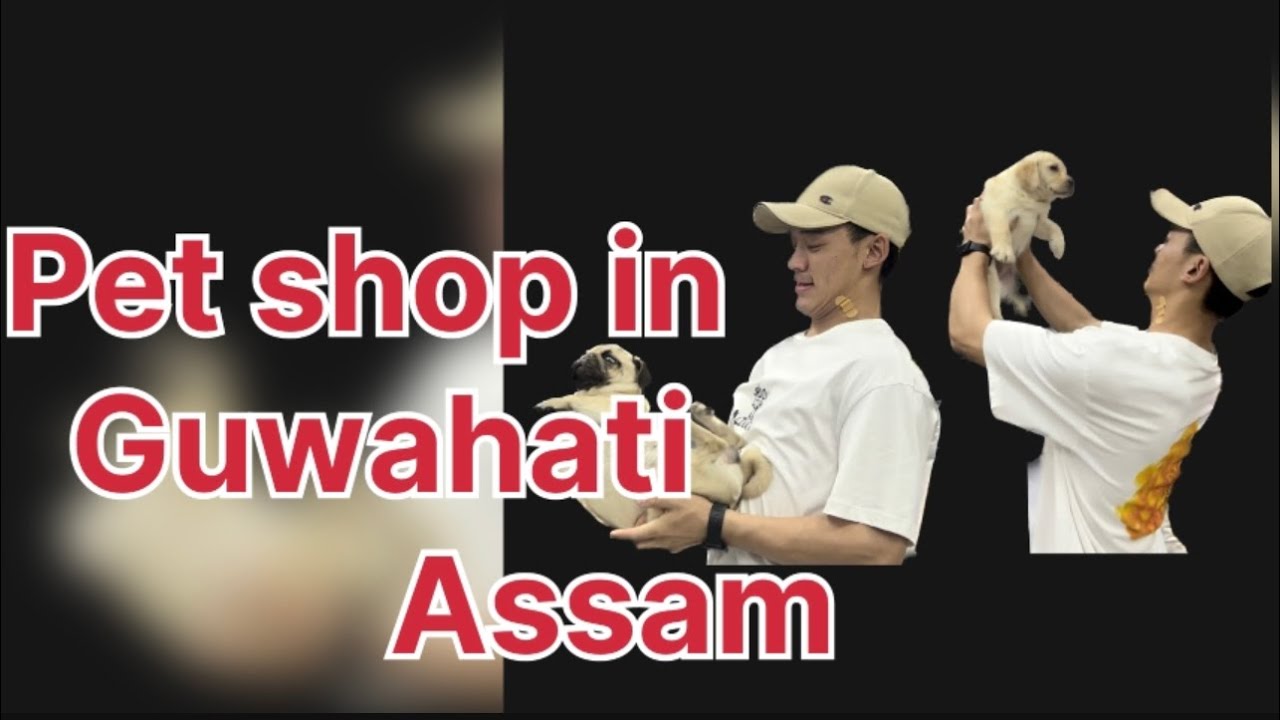 Pet shop in Guwahati Assam… subscribetomychannel viral explore 